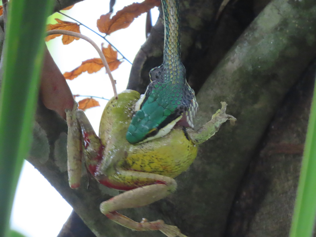 Mexican Parrot Snake From Cayo Bz On July At Pm By Sal