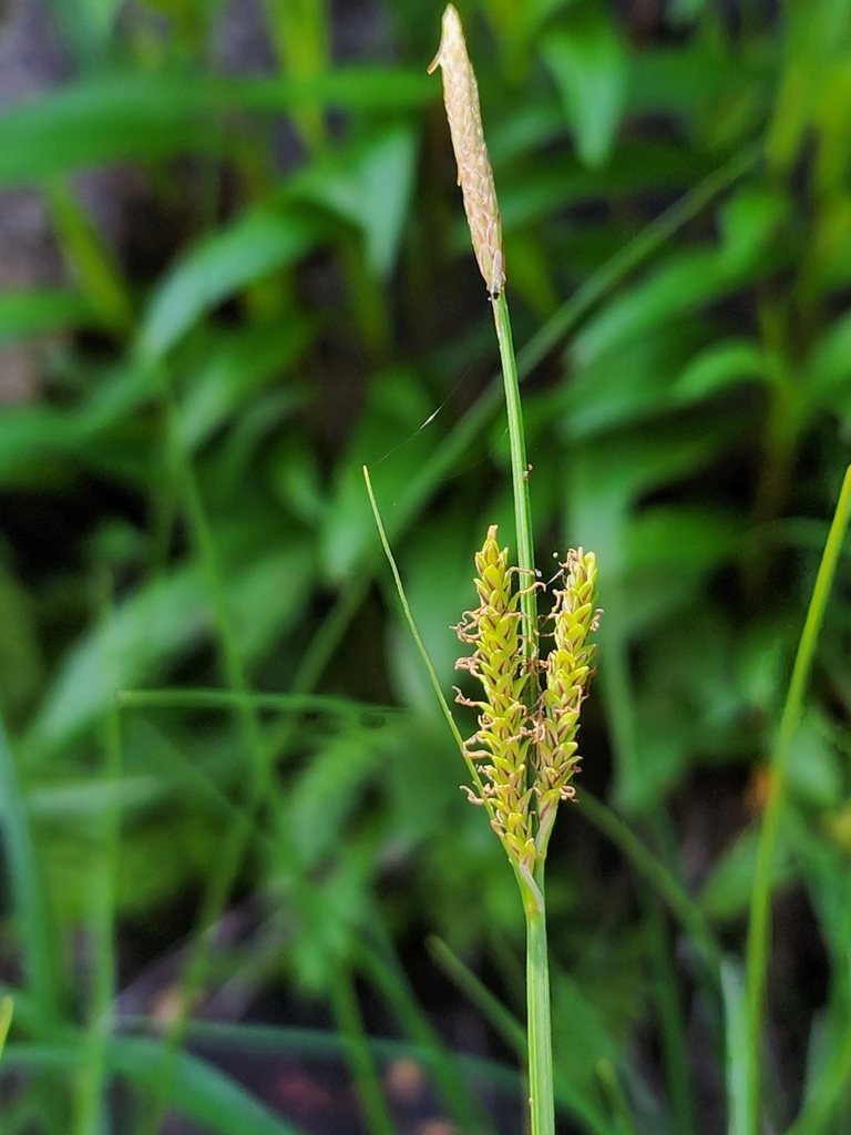 Carex Sect Phacocystis From Sheldrake QC G0G 2V0 Canada On July 8