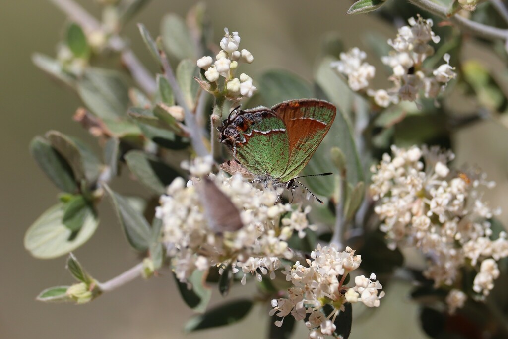 Juniper Hairstreak From Pine Az Usa On July At Am