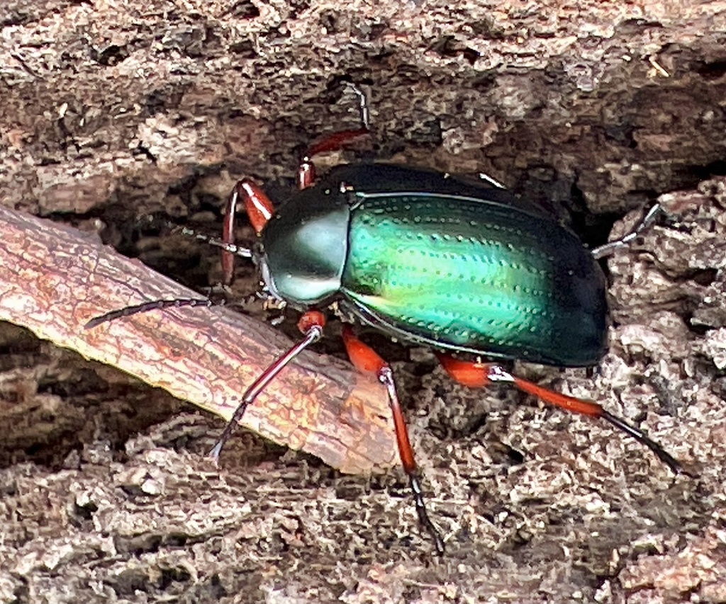 Chalcopterus Beetles From Warby Ovens National Park Killawarra Vic