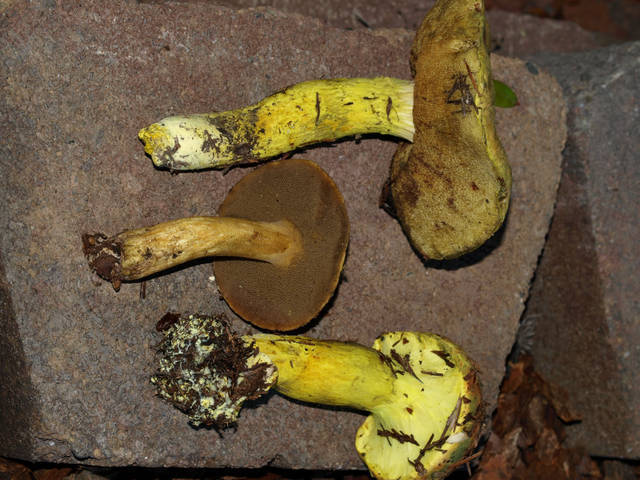 Powdery Sulfur Bolete NPS Prince William Forest Park Fungi INaturalist