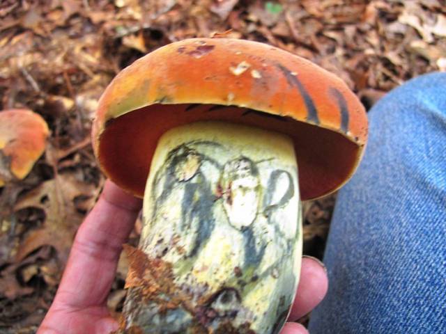 Boletus Subluridellus Nps Prince William Forest Park Fungi Inaturalist