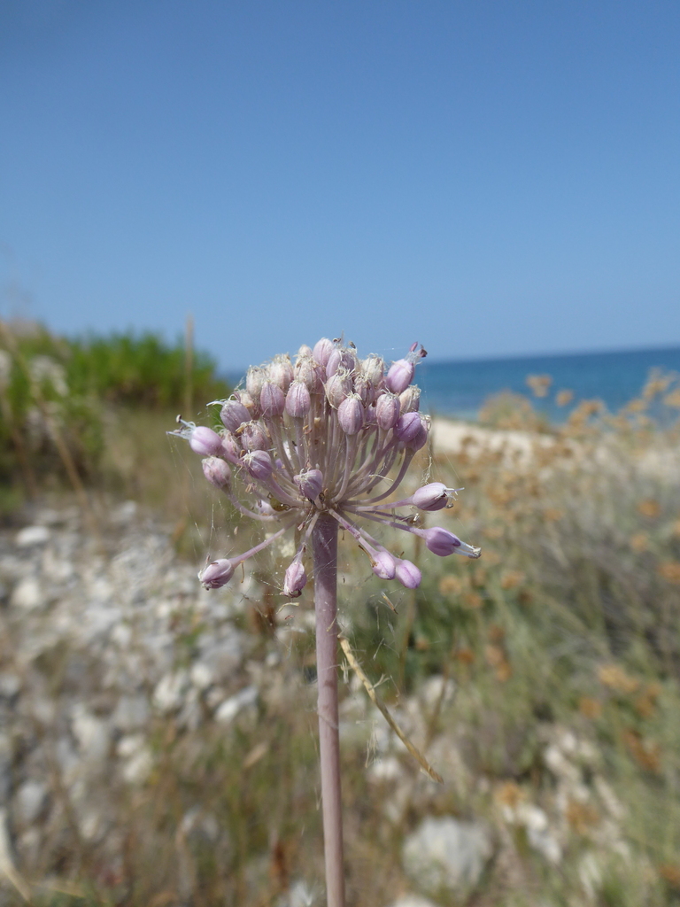 maritime wild leek from Petrčane Kroatien on July 23 2023 at 11 44 AM