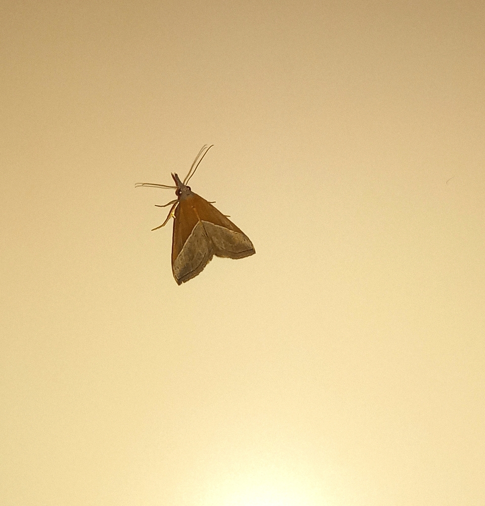 Hypena Lividalis From Cephalonia Greece On July At