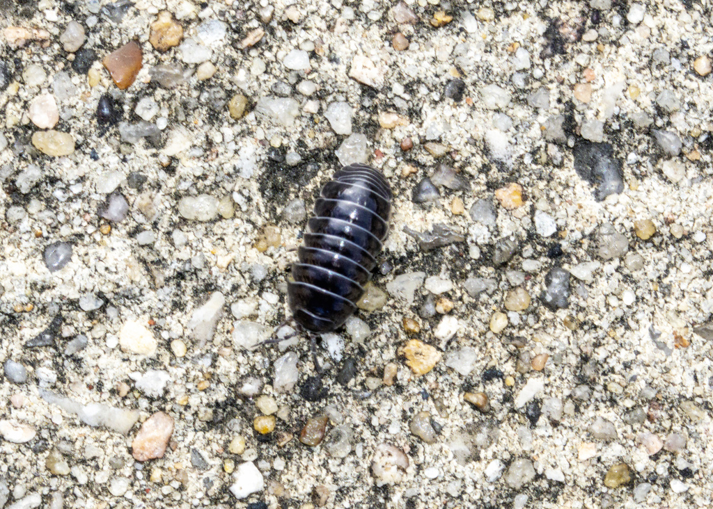 Common Pill Woodlouse From Shadow Creek Ranch Pearland Tx Usa On