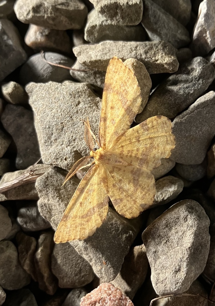 Crocus Geometer Moths From Penn Ave Apalachin NY On July 23 2023 At