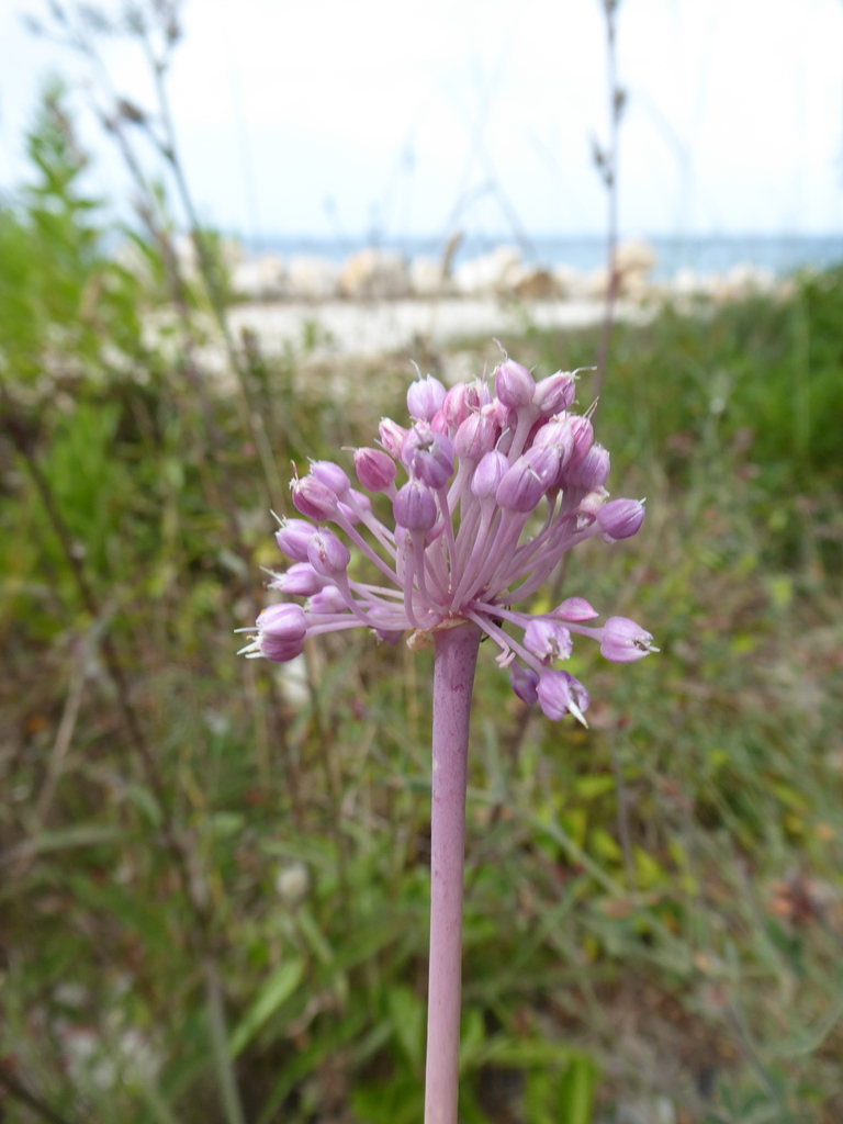 maritime wild leek from Petrčane Kroatien on July 24 2023 at 12 11 PM