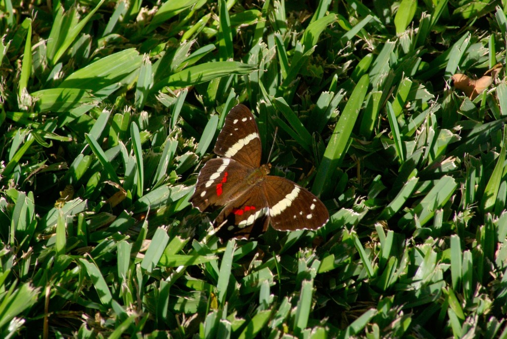 Banded Peacock From 7 Kms De Puerto Viejo De Sarapiqui Chilamate S