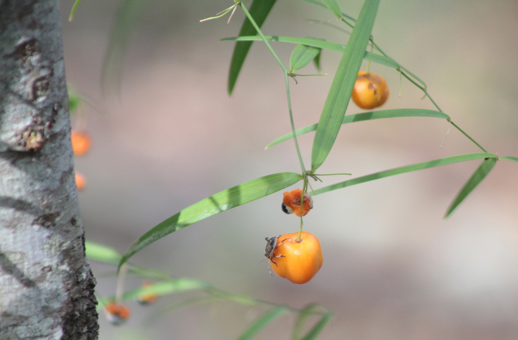 Wombat Berry From Brisbane QLD Australia On March 16 2022 At 09 33 AM