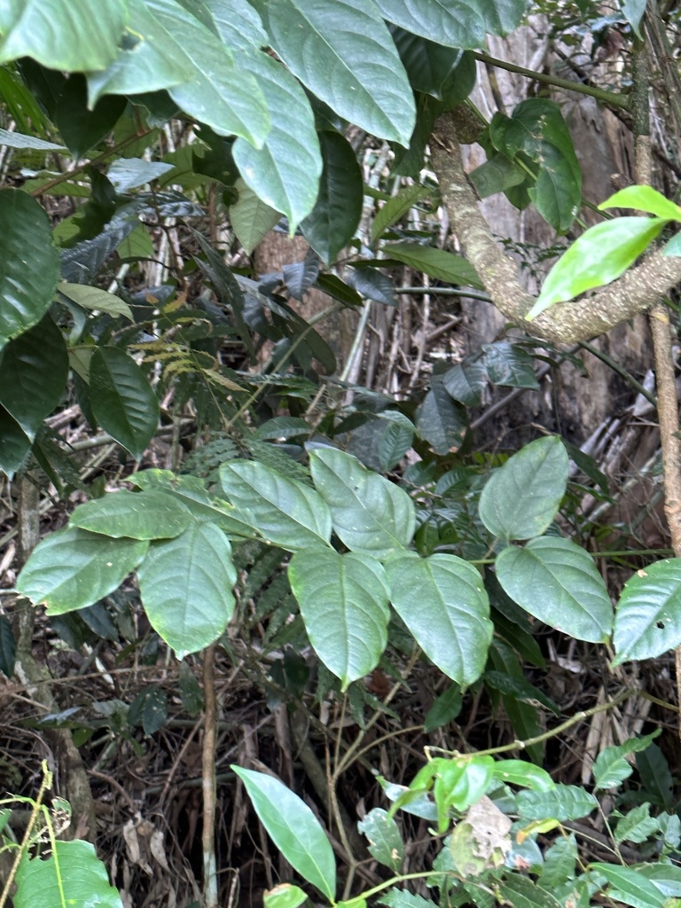 Dicots From Barron River Kuranda QLD AU On July 16 2023 At 11 22 AM