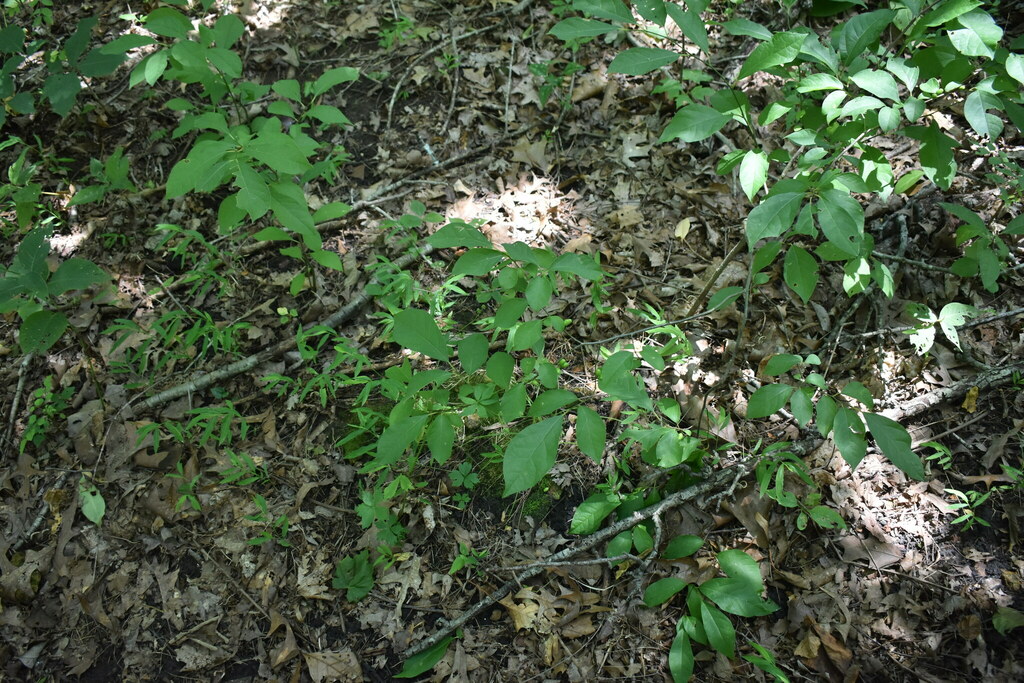 Northern Spicebush From Robertson County Tn Usa On July At