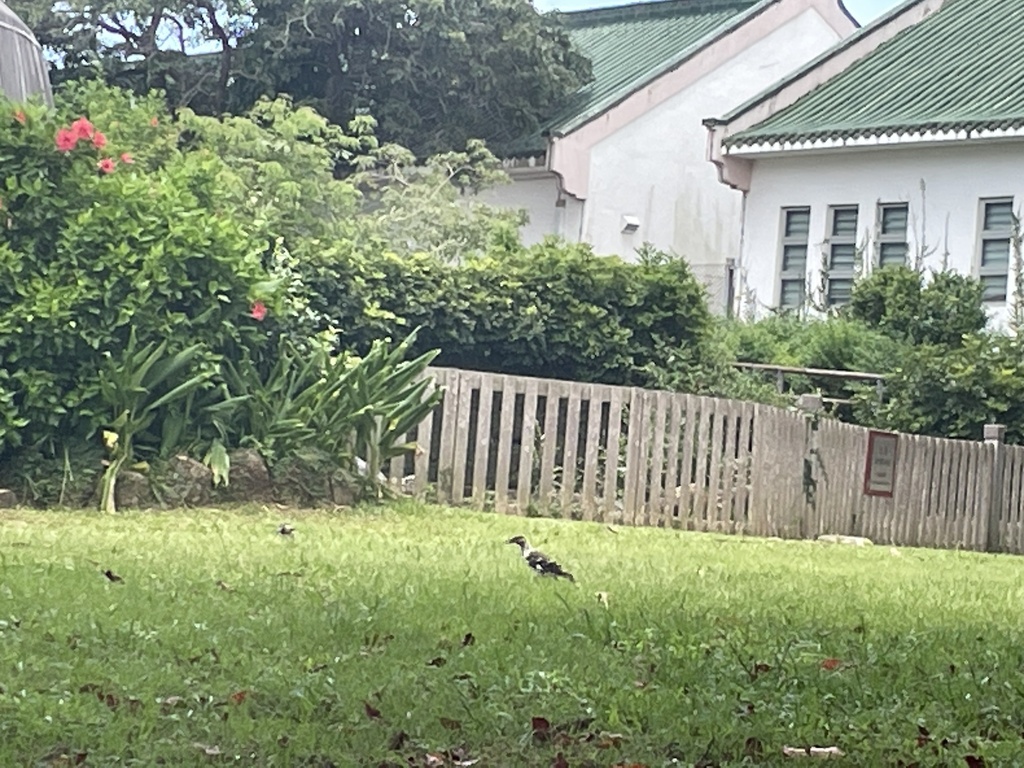 Black Collared Starling From Lions Nature Education Centre Sai Kung