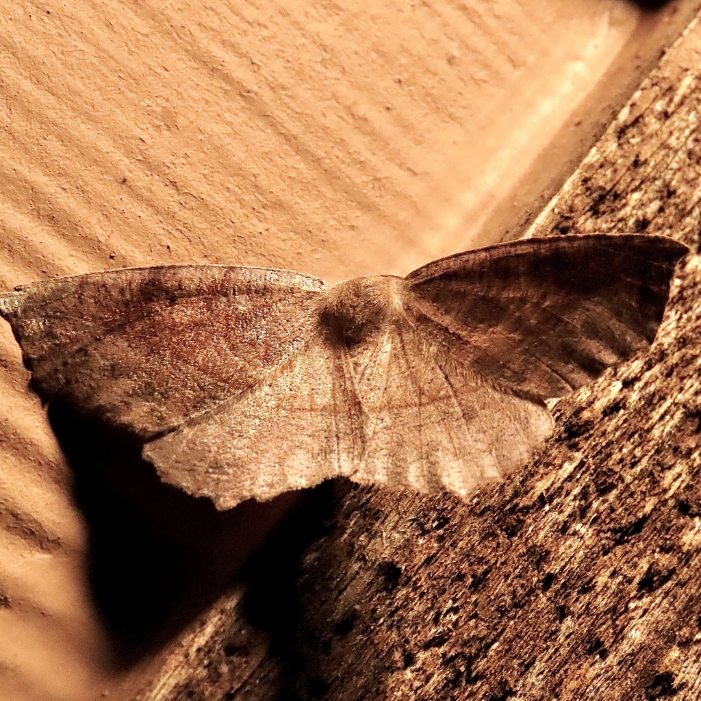 Curved Toothed Geometer Moth From Ssr Ra Houston Mo Us On July