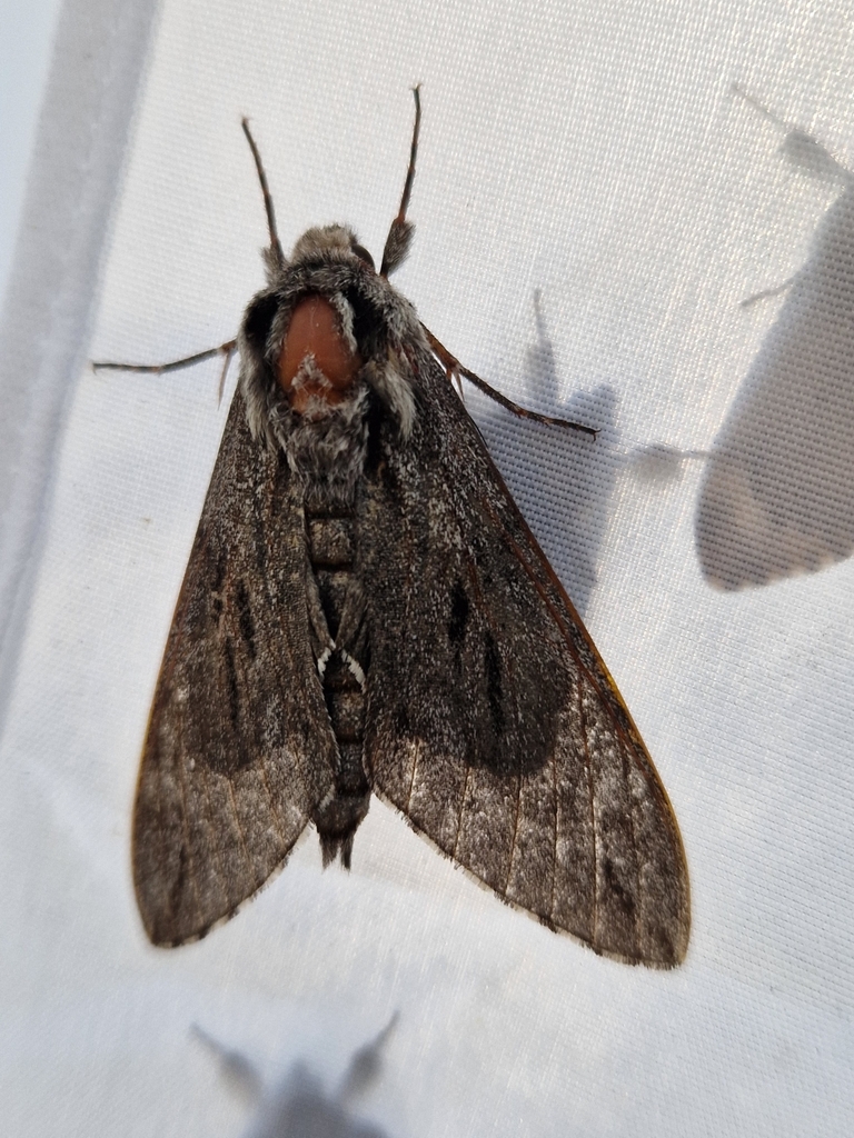 Pine Hawkmoth From Station De Ski Pra Loup Uvernet Fours France