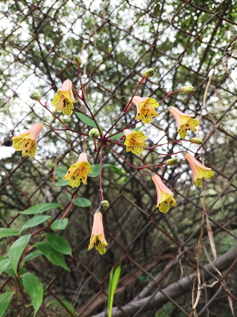 salsilla from Bosque de Chapultepec III Secc Ciudad de México CDMX