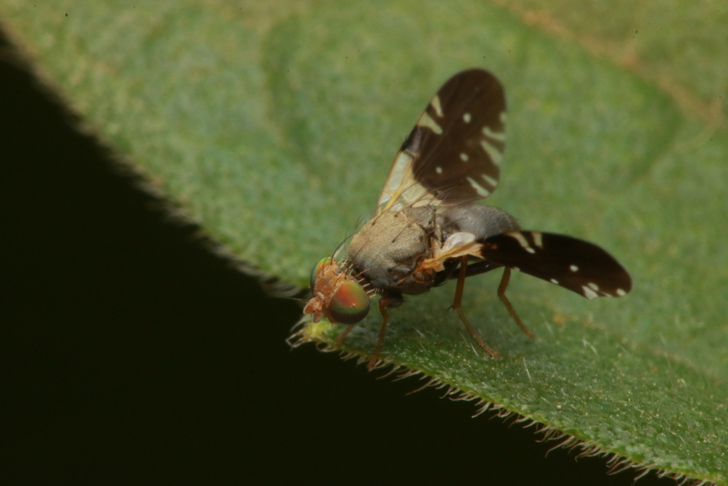 Dicheniotes From Kasarani Nairobi Kenya On July At Pm