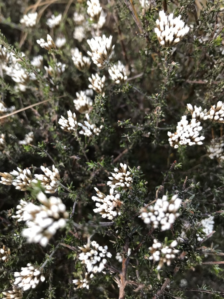 Fynbos Blombush From Fernkloof Nature Reserve On July At