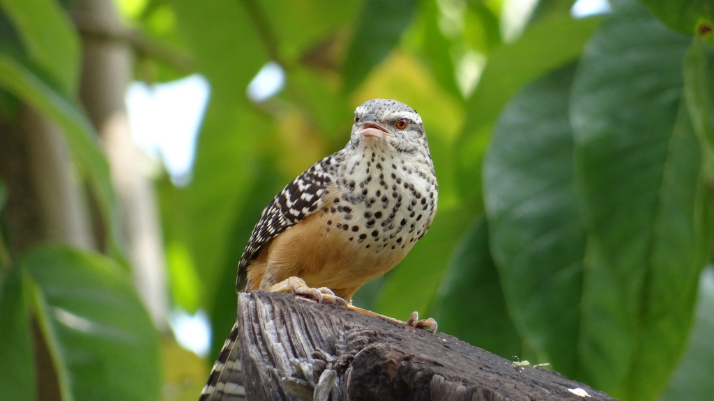 Matraca tropical Guía de la avifauna del Centro de Formación Minero