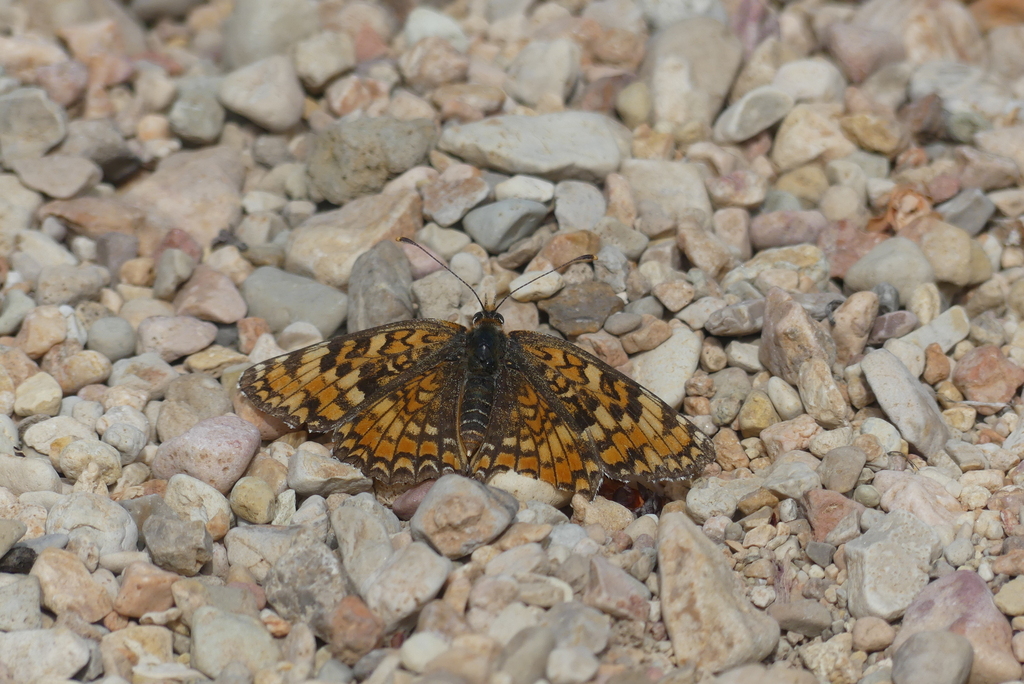 Knapweed Fritillary from Albacete España on May 21 2023 at 11 29 AM