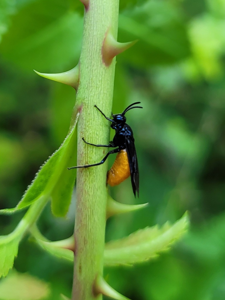 Large Rose Sawfly From Zwettl Sterreich On July At Pm