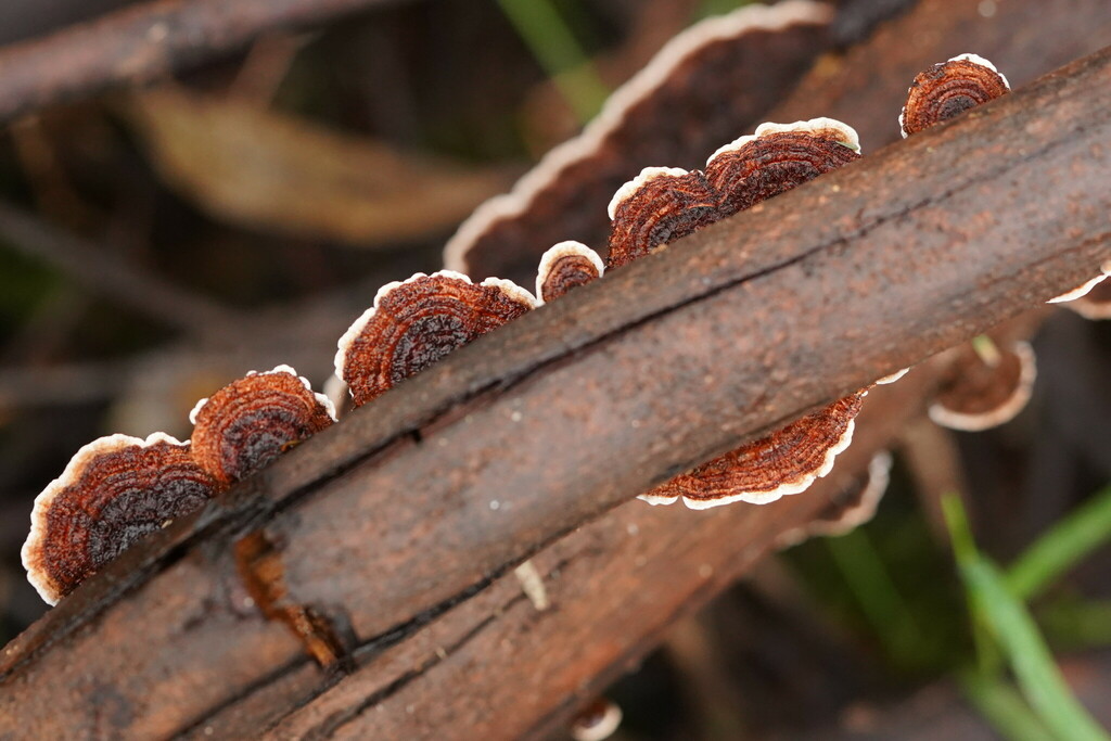 Stereum Illudens From Silvan Vic Australia On July At