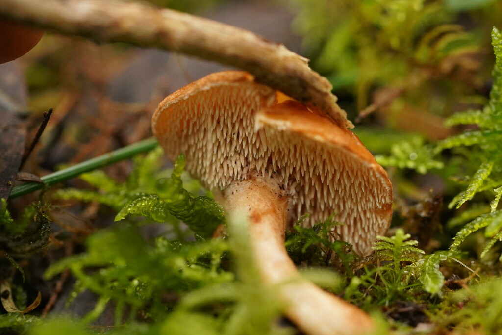 Hedgehog Mushrooms From Silvan Vic Australia On July At