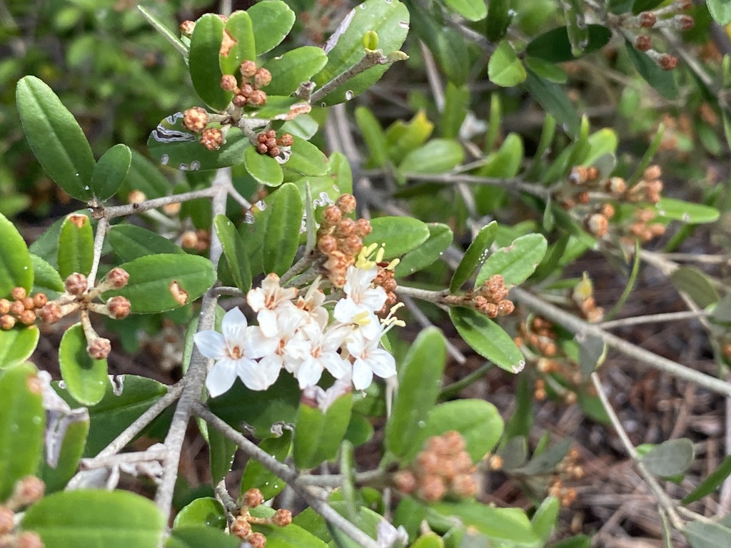 Wallum Phebalium From Noosa National Park Marcus Beach QLD AU On