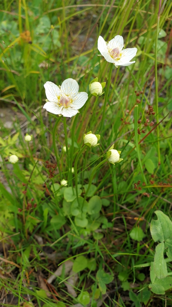 Marsh Grass Of Parnassus From Sverige On July At