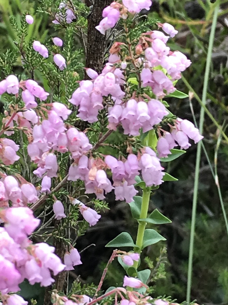 Erica Tenella Gracilior From Fernkloof Nature Reserve On July 19 2023