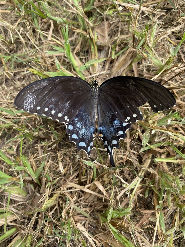 Spicebush Swallowtail From County Road 511 Sidon MS US On July 27