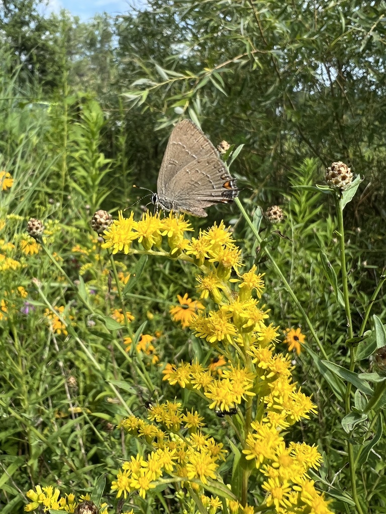 Banded Hairstreak From Sapsucker Woods Rd Ithaca NY US On July 28