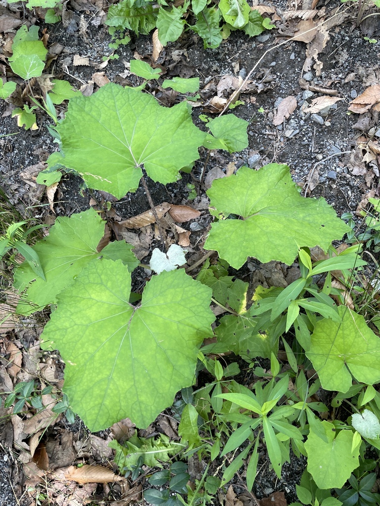 Colt S Foot From Catskill Park Tannersville Ny Us On July