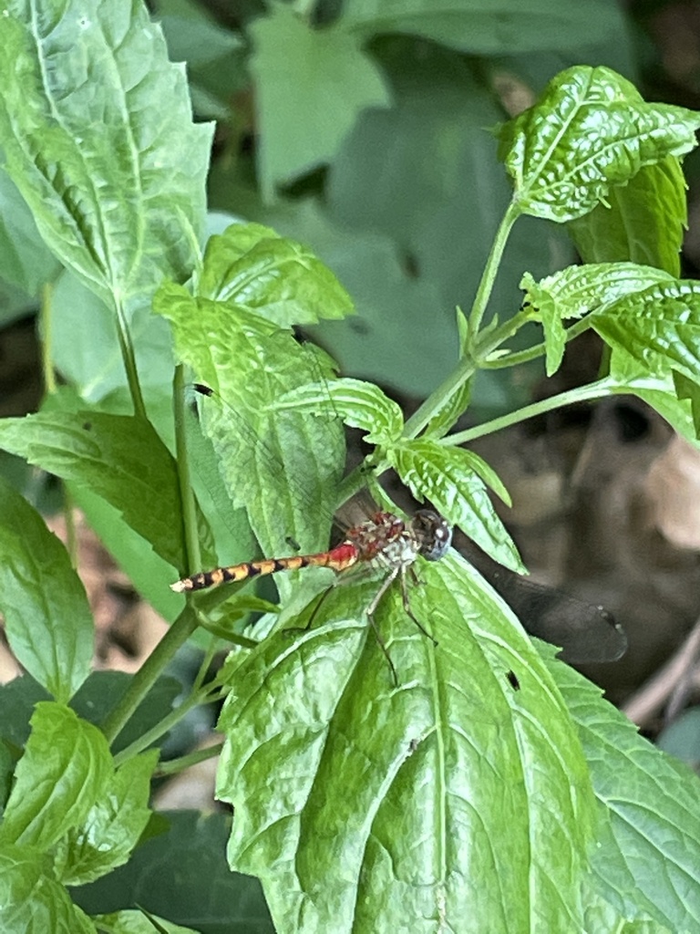 Blue Faced Meadowhawk From S Garnett Rd Tulsa OK US On July 28 2023