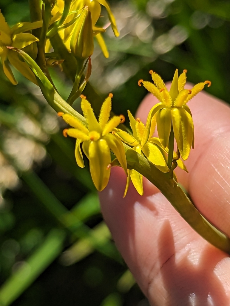 California Bog Asphodel From Fort Jones Ca Usa On July