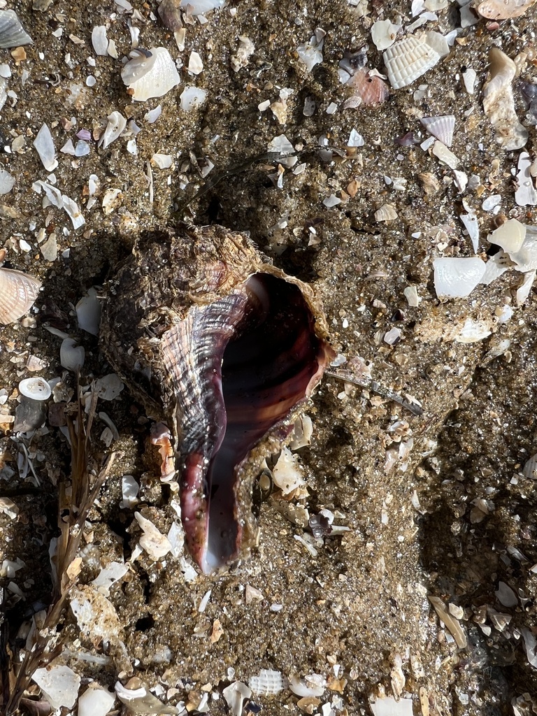 Giant Hairy Triton Snail From Kaipara Harbour South Head Auckland Nz