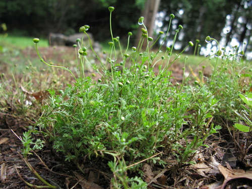 Australian Waterbuttons Knysna Alien Invasive And Weed Plant Species