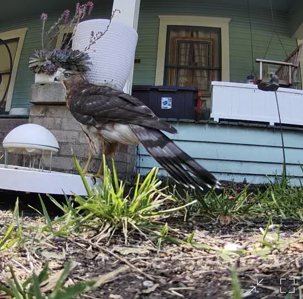 Cooper S Hawk From Miller Ave Dallas Tx Us On July At