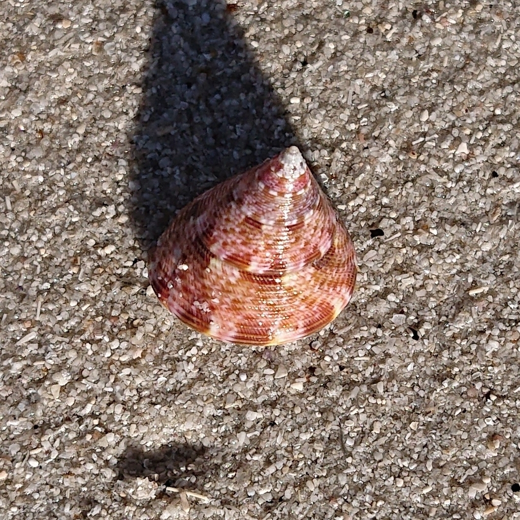 Odontotrochus Chlorostomus From Corny Point SA 5575 Australia On July