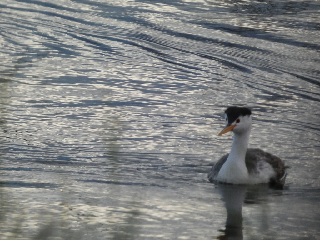 Clark S Grebe From Churchill County Nv Usa On June At