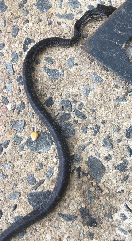 Eastern Gray Ratsnake Complex From Pepperidge Rd Lewisville Nc Us On