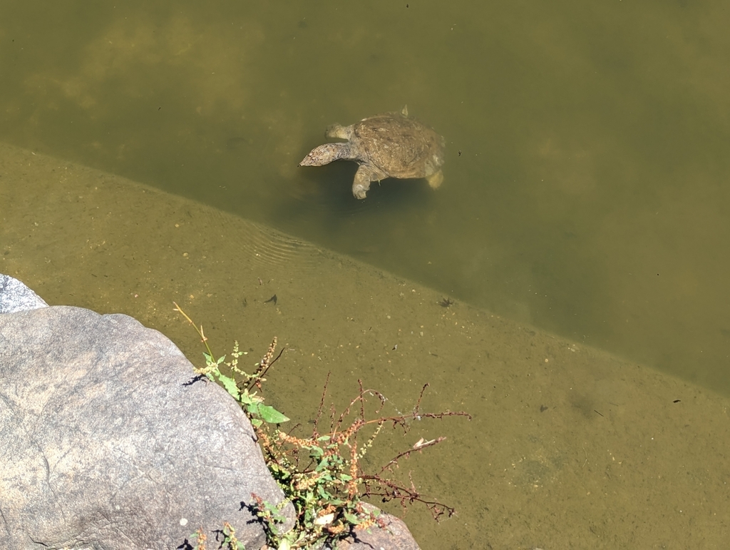 Chinese Softshell Turtle From Gionmachi Kitagawa Higashiyama Ward