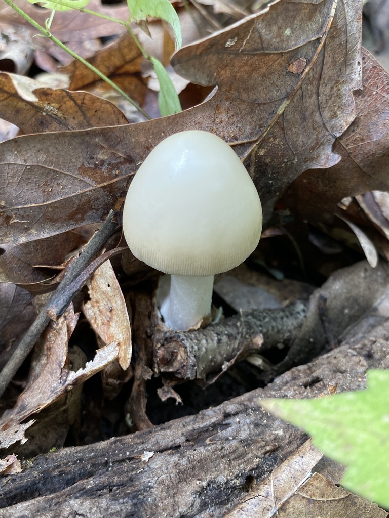 Amanita Sect Phalloideae In July 2023 By Jim Oehmke INaturalist