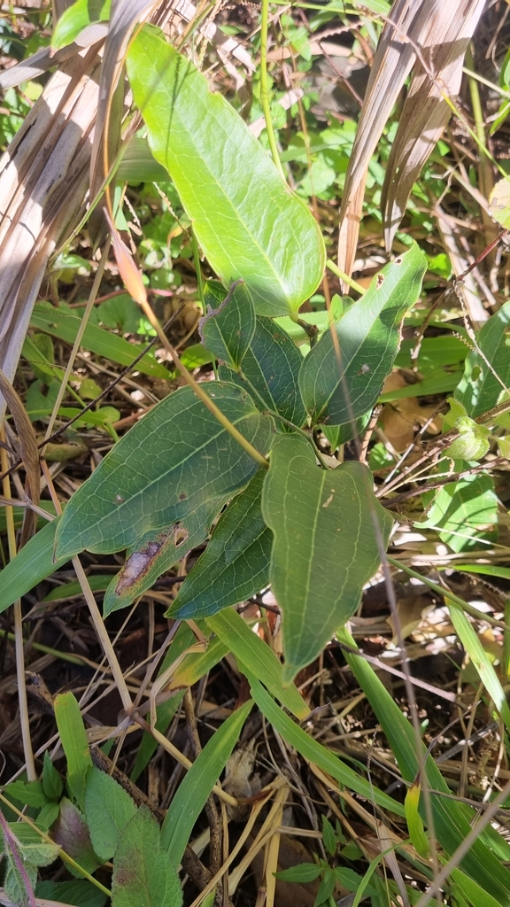 Austral Sarsaparilla From Bellthorpe Caboolture Hinterland AU QL