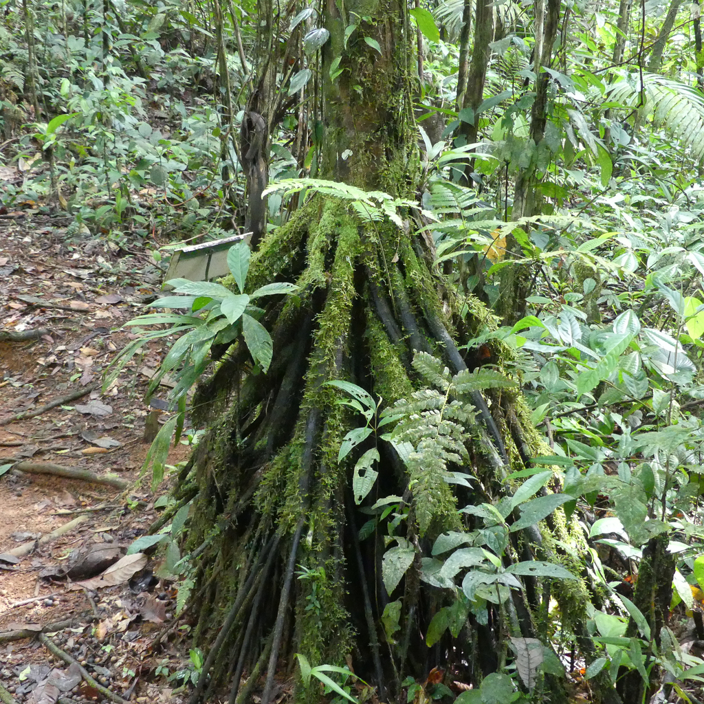 Walking Palm From Heredia Province Sarapiqui Costa Rica On July 22