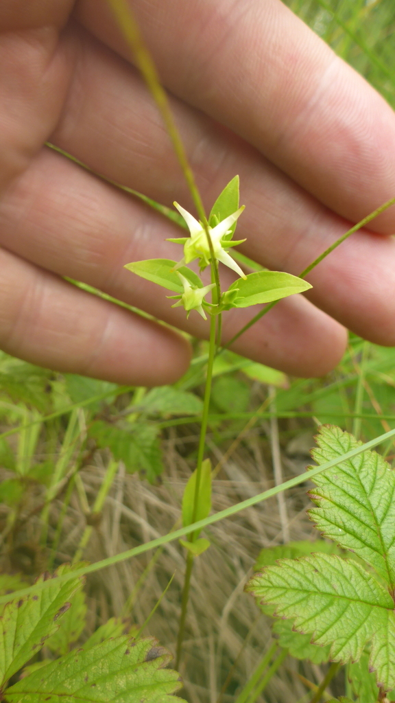 Halenia Corniculata From On July