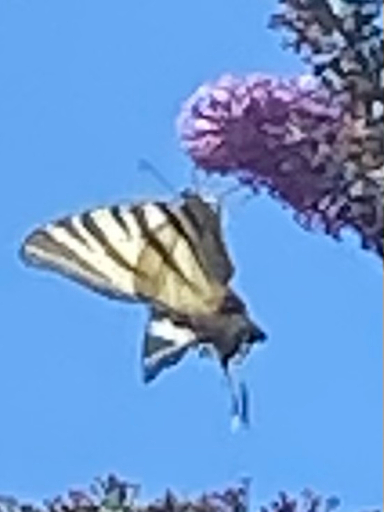 Scarce Swallowtail From Saint Constant Fournoul S On July At