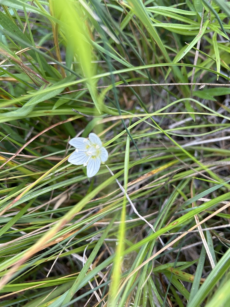 Marsh Grass Of Parnassus From Gordon McKenzie Arm Maple Bush No 224