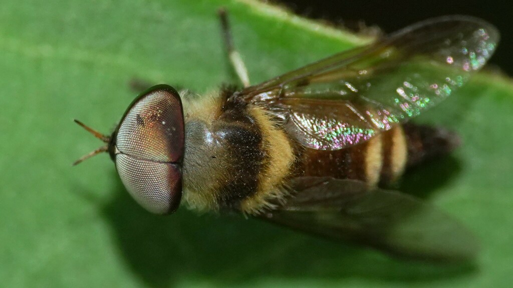 Tabanus Biannularis From Biodiversity Park MAHABALESHWAR Gureghar