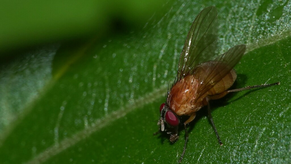 Dichaetomyia From Gureghar Maharashtra India On June 1 2023 At 06 38