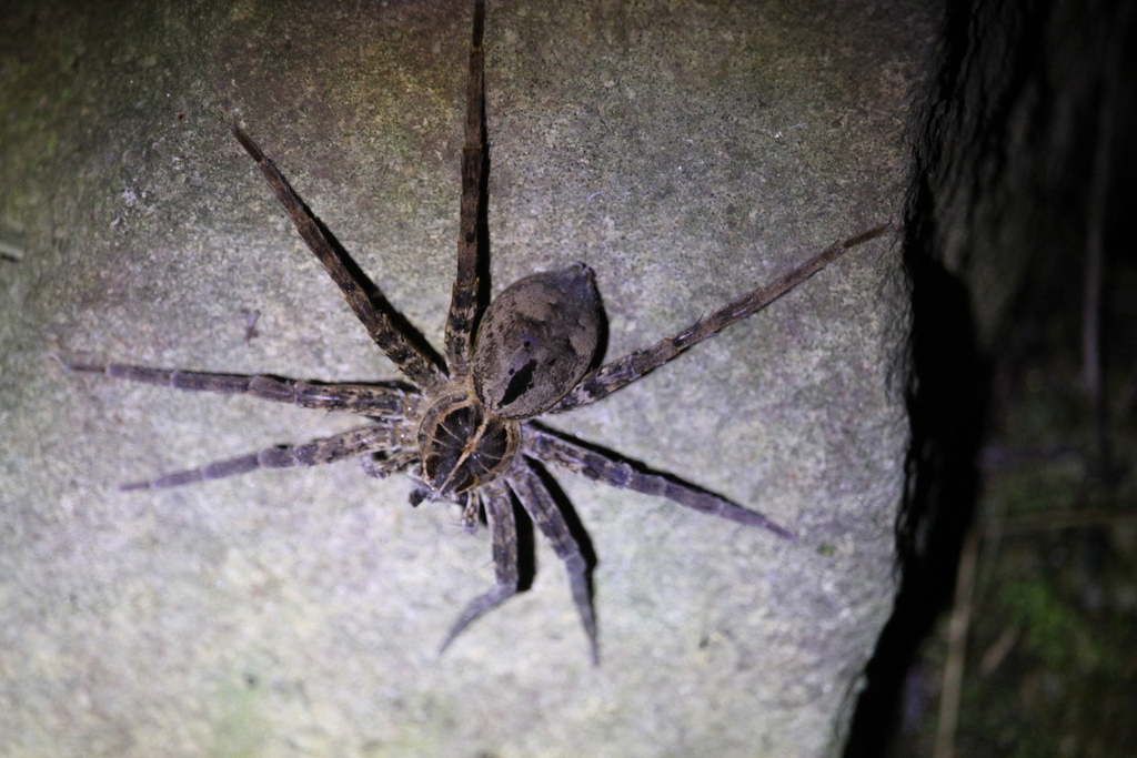 Dolomedes Raptor From Zhejiang A F University On March 28 2021 At 08